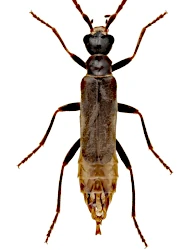 Malthodes (Malthodes) maurus (Laporte, 1840)