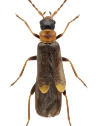 Malthodes (Malthodes) minimus (Linnaeus, 1758)