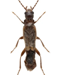 Malthodes (Malthodes) pumilus (Brébisson, 1835)