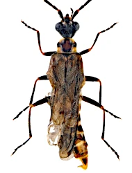Malthodes (Malthodes) trifurcatus trifurcatus (Kiesenwetter, 1852)
