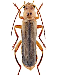 Metacantharis discoidea (Ahrens, 1812)