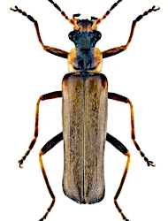 Podabrus alpinus (Paykull, 1798)