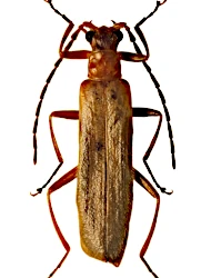 Podistra (Pseudoabsidia) prolixa (Márkel, 1852)