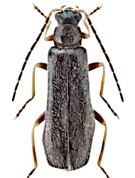 Rhagonycha (Rhagonycha) atra (Linnaeus, 1767)