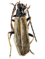Rhagonycha (Rhagonycha) fugax fugax (Mannerheim, 1843)