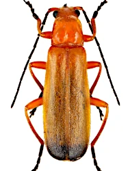 Rhagonycha (Rhagonycha) fulva (Scopoli, 1763)