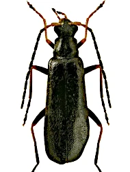 Rhagonycha (Rhagonycha) gallica (Pie, 1923)