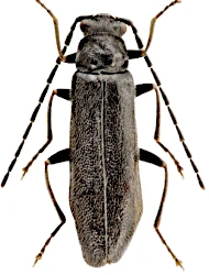 Rhagonycha (Rhagonycha) morio (Kiesenwetter, 1852)