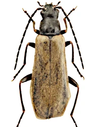 Rhagonycha (Rhagonycha) nigripes (W. Redtenbacher, 1842)