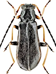 Rhagonycha (Rhagonycha) rorida (Kiesenwetter, 1867)