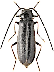 Silis nitidula (Fabricius, 1792)