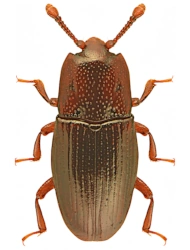 Cerylon bescidicum (Reitter, 1911), 2,2 - 2,3 mm