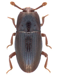 Cerylon fagi (C. N. F. Brisout de Barneville, 1867), 2,1 - 2,6 mm