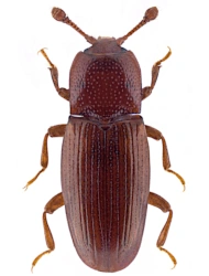 Cerylon ferrugineum (Stephens, 1830), 1,7 - 2,1 mm