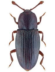 Cerylon histeroides (Fabricius, 1792), 1,8 - 2,3 mm