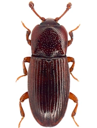 Cerylon impressum (Erichson, 1845), 2 - 2,4 mm