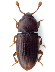 Philothermus evanescens (Reitter, 1876), 1,8 - 2,2 mm