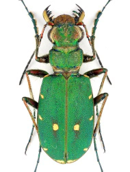 Cicindela (Cicindela) campestris campestris (Linaeus, 1758), ♂ 10,5 - 14,5 mm