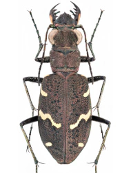 Cicindela (Cicindela) sylvatica sylvatica (Linaeus, 1758), ♀ 14 - 20 mm