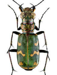 Cicindela (Cicindela) transversalis transversalis (Dejean, 1822), ♀ 12 - 16 mm