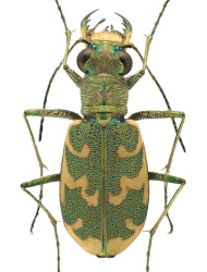 Cylindera (Eugrapha) arenaria viennensis (Schrank, 1781), ♀ 6,5 - 10 mm