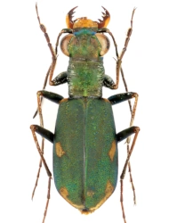 Cylindera (Cylindera) germanica germanica (Linaeus, 1758), ♂ 7,5 - 10,5 mm
