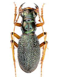 Megacephala regalis