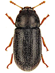 Cis comptus (Gyllenhal, 1827)