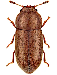 Cis dentatus (Mellié, 1849)