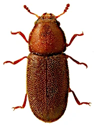 Cis fagi (Waltl, 1839)