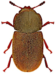 Cis fissicollis (Mellié, 1849)
