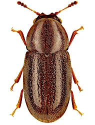 Cis glabratus (Mellié, 1849)
