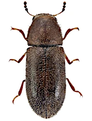 Cis punctulatus (Gyllenhal, 1827)