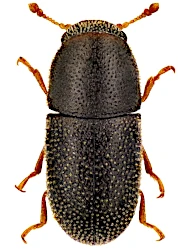 Diphyllocis opaculus (Reitter, 1878)