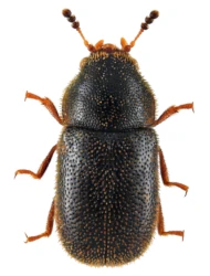 Ennearthron reitteri (Flach, 1882)