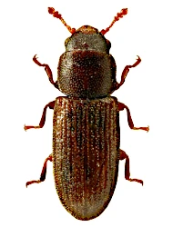 Hadreule elongatula (Gyllenhal, 1827)