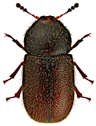 Ropalodontus novorossicus (Reitter, 1901)