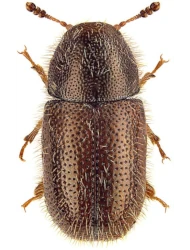 Ropalodontus perforatus (Gyllenhal, 1813)