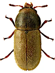 Sulcacis bidentulus (Rosenhauer, 1847)