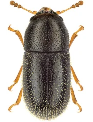 Sulcacis fronticornis (Panzer, 1805)