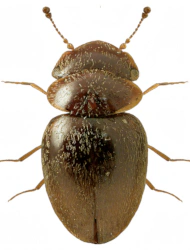 Calyptomerus alpestris (L. Redtenbacher, 1847)
