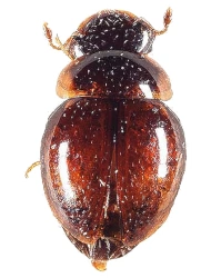 Clambus nigriclavis (Stephens, 1835)