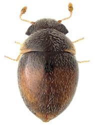 Clambus pubescens (L. Redtenbacher, 1847)