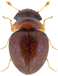 Clambus simsoni