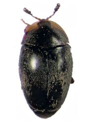 Clypastraea reitteri (Bowestead, 1999), 1,4 - 1,7 mm