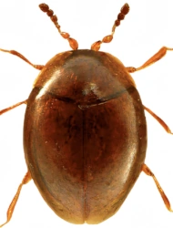 Orthoperus atomus (Gyllenhal, 1808), 0,86 - 1,01 mm