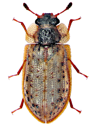 Peltastica amurensis