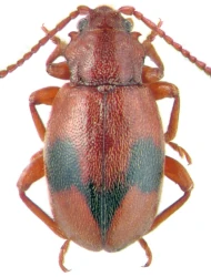 Dapsa denticollis (Germar & Kaufuss, 1816)