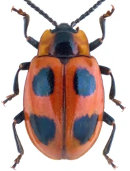 Endomychus coccineus (Linnaeus, 1758)