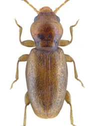 Holoparamecus (Calyptobium) caularum (Aubé, 1843)